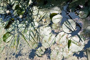Waterlelies in de zon