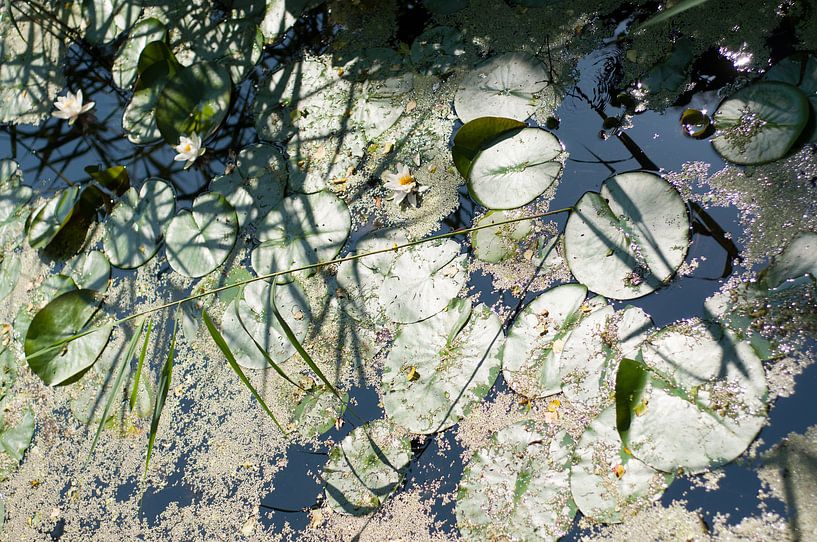 Waterlillies in the sun von Anne Hana
