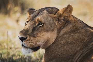 Königin der Serengeti von Bart Hendriks