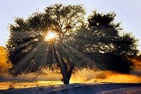 Morning in Africa