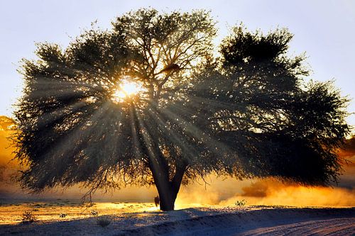 Morgens in Afrika von WiWo