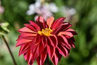 Schöne rote Dahlie mit gelber Mitte