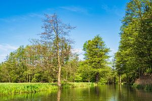 Landschaft im Spreewald bei Lübbenau