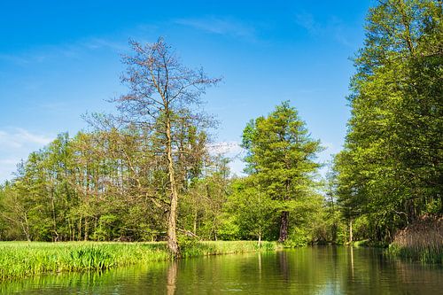 Landschaft im Spreewald bei Lübbenau