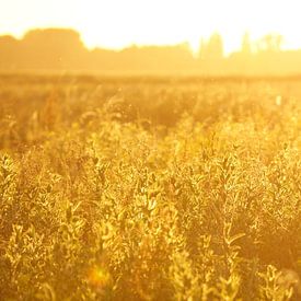 Sunset in holland van Lennard Kazen