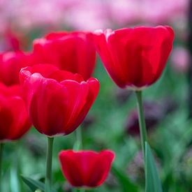 Strahlend rote Tulpen im Frühlingslicht von Ivonne Fuhren-van de Kerkhof
