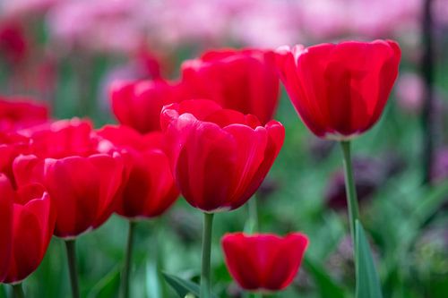 Stralende rode tulpen in lentelicht