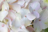 Hortensia's