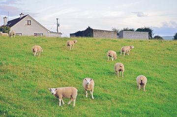 Irische Schafe grasen auf einer Wiese von Carolina Reina