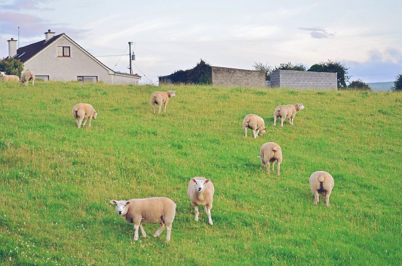 Irish sheep grazing in a meadow by Carolina Reina Photography