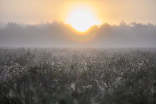spinnenwebben op de heide