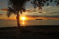 Typical sunset with palm tree on Fiji island by Chris Snoek thumbnail