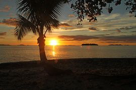 Typical sunset with palm tree on Fiji island by Chris Snoek