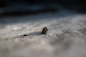 Schmetterling auf felsigem Grund von Sander de jong