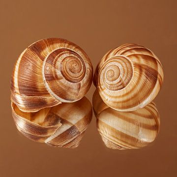 Warm browns; Two escargots together by Marjolijn van den Berg