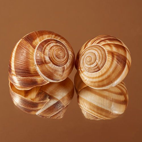 Warme bruintinten; Twee escargots samen