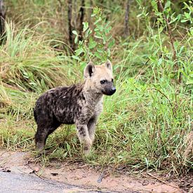 Curious Spotted Hyena Pup by Melanie & Wiebe Hofstra