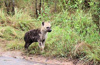 Nieuwsgierige Gevlekte Hyena Pup