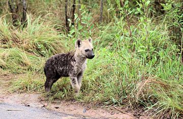Nieuwsgierige Gevlekte Hyena Pup van Melanie & Wiebe Hofstra