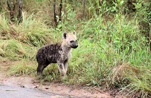 Neugieriger Tüpfelhyänen-Welpe