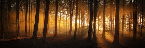Bos zomerse schoonheid - Panorama van Martin Podt