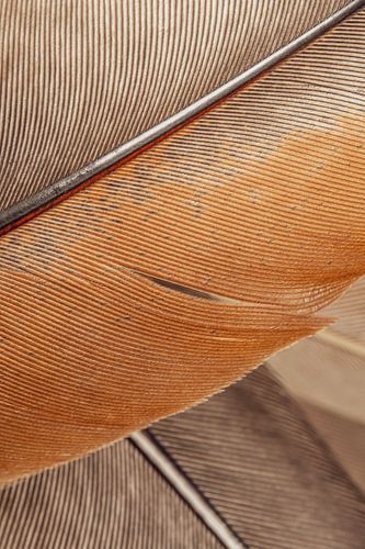 Eenvoud in lijnen: Close-up van veren, verticaal