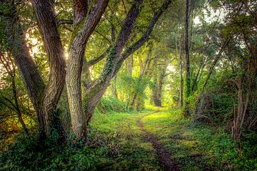 Forest path in the morning on the Loire