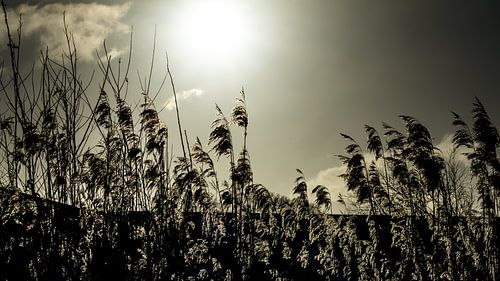 Reed under the wintersun