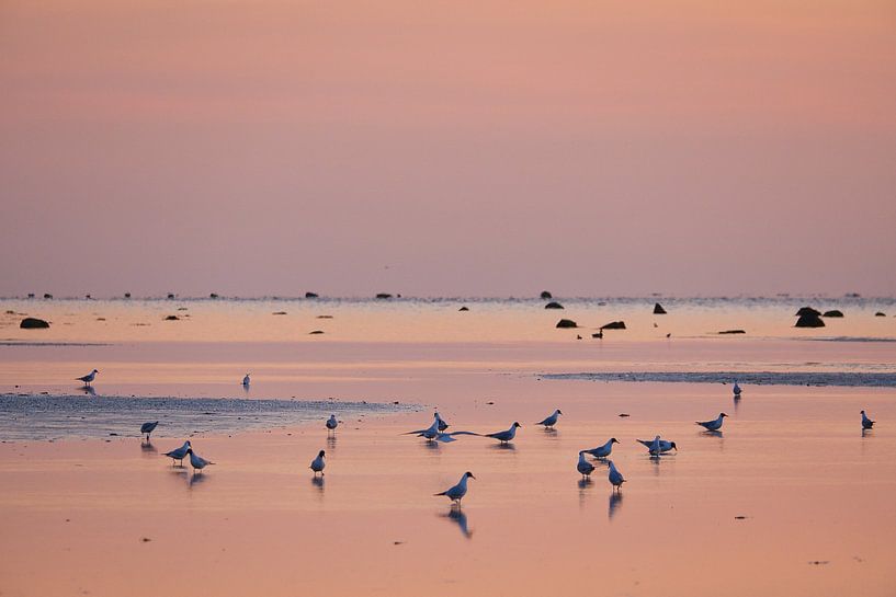 Zeemeeuwen bij zonsondergang bij eb op de Oostzee van Martin Köbsch