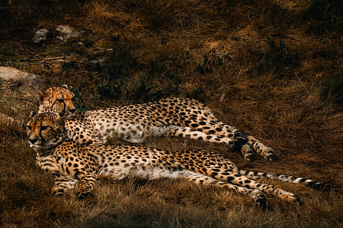 Two cheetahs at rest