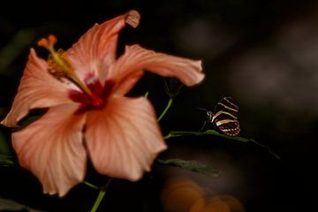 Vlinder bij Hibiscus bloem van Inge Bogaards