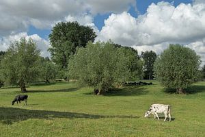 Paysage dans les plaines alluviales du Rhin inférieur