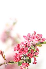 Bloesem van Studio Artwa