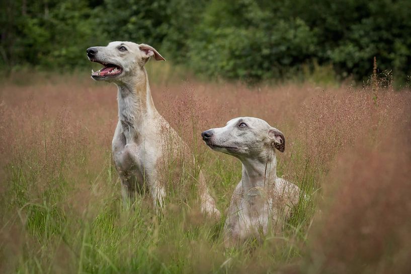 Whippets - Windhunde von Christine Nöhmeier