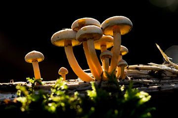 Paddenstoelen tegenlicht, mushrooms backlight