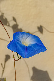 Eine blaue Mauerblümchen von Jurjen Jan Snikkenburg