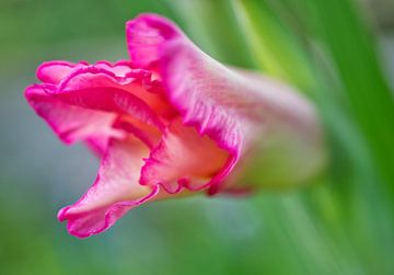 Roze gladiool in groen van Iris Holzer Richardson