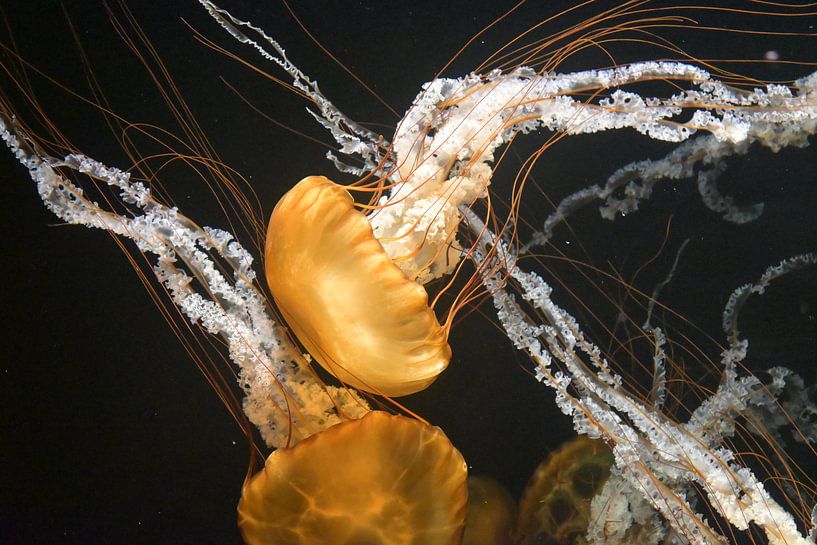 Floating jellyfish at Singapore's Oceanarium by Minimalistic Travel Photography by.Rieneke