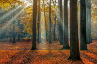 Sunbeams in the beech forest in autumn | Utrechtse Heuvelrug