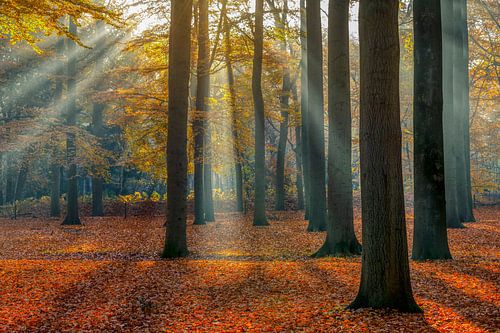 Zonnestralen in het beukenbos in de herfst | Utrechtse Heuvelrug