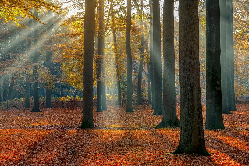 Sonnenstrahlen im Buchenwald im Herbst | Utrechtse Heuvelrug von Sjaak den Breeje