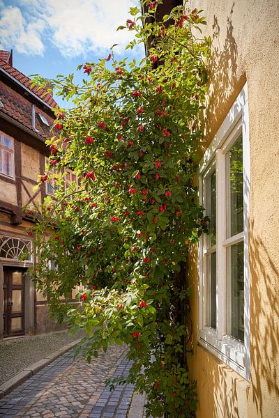 Alley with a shrub hedge roses in Quedlinburg by Heiko Kueverling