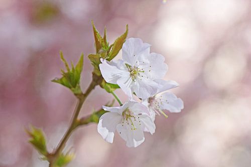 Bloesem in de lente in Nederland