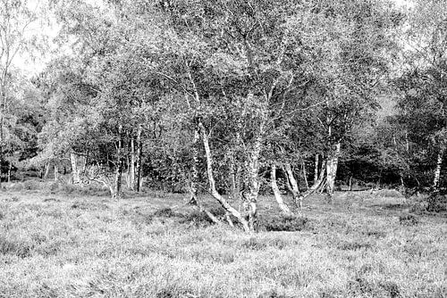 Berken op de heide in zwart-wit.