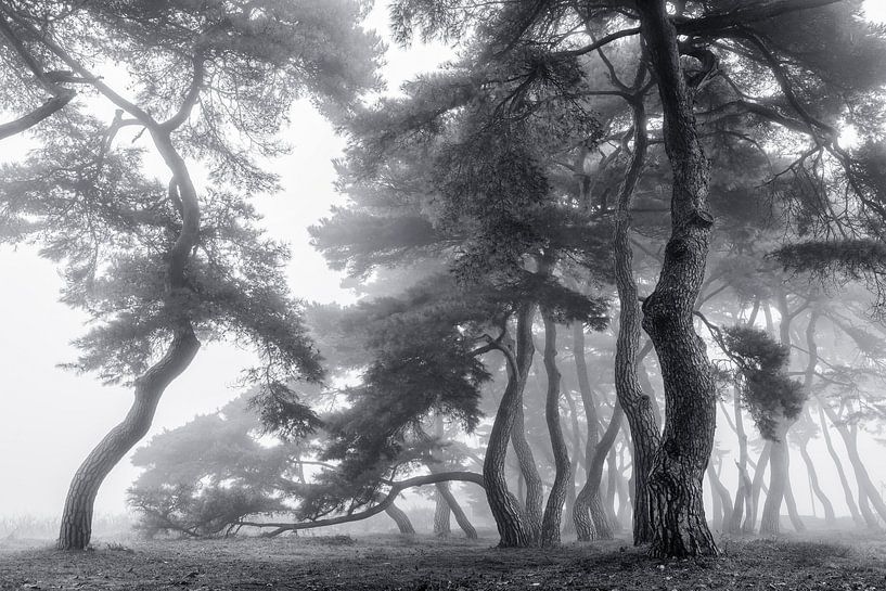 Endure for a hundred years by Tiger Seo