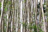 Lines formed by trees