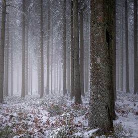 Fluisteringen in het winterbos van Guy Lambrechts