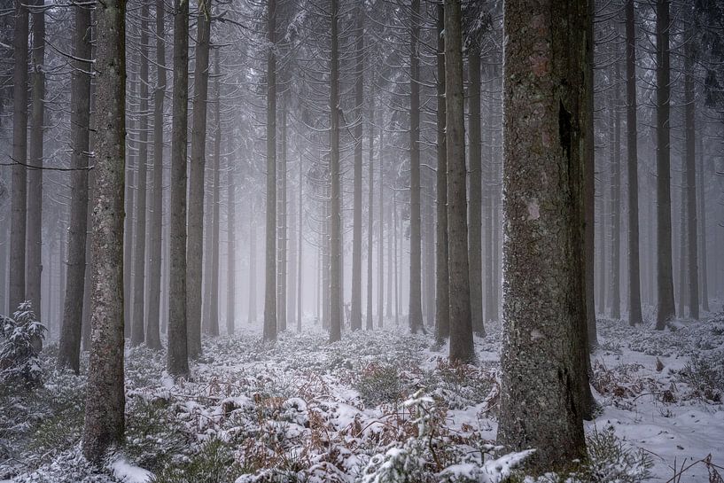 Whispers in the winter forest by Guy Lambrechts Photography