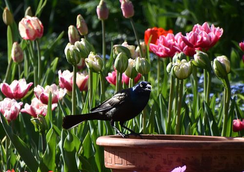 Een bronzen grackle in de tuin in de lente