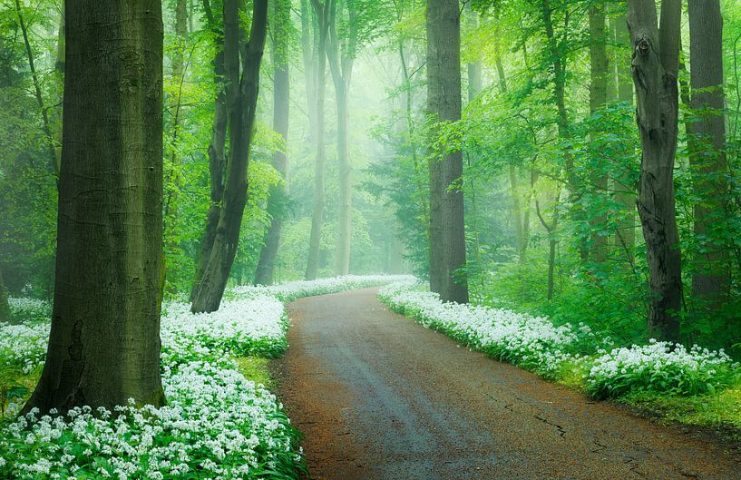 Spring in the forest by Thijs Friederich